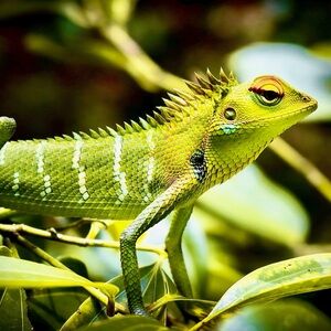 drylizard_retro 🐸💕